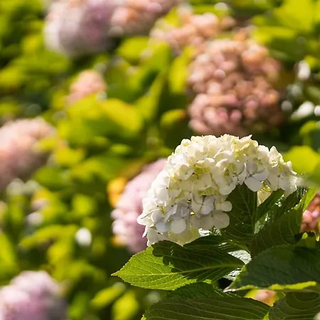 Camelia - Golf Nearby Chalet